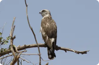 Image by bariunbaatar@wcs.org