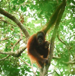 Image by jPandong@wcs.org