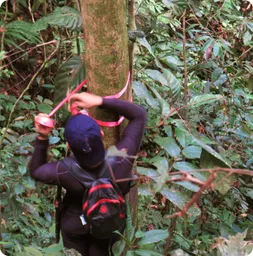 Image by wcsmalaysia@wcs.org