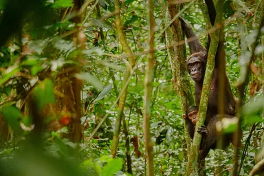 Chimpanzee in Ndoki