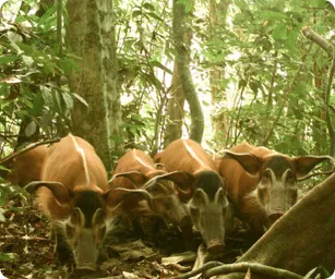 Image by WCS Nigeria