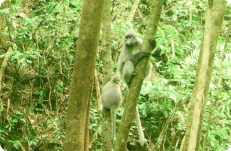 Image by chphommachanh@saolafoundation.org