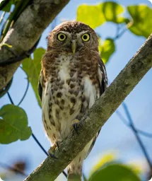 Image by nrossi@wcs.org