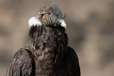 Andean Condor (female)