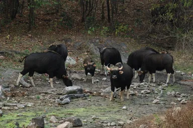 Gaur