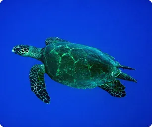 Image by sjupiter@wcs.org