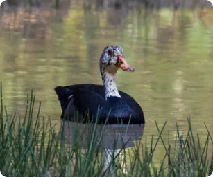 Image by Ashish John