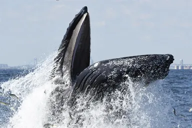 Humpback whale. Image taken under NMFS MMPA/ESA Permit no. 18786-04.