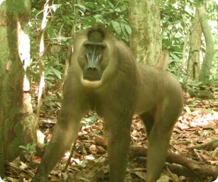 Image by WCS Nigeria