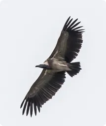 Image by Ashish John