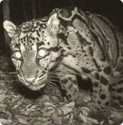 Image by WCS Cameral trap image