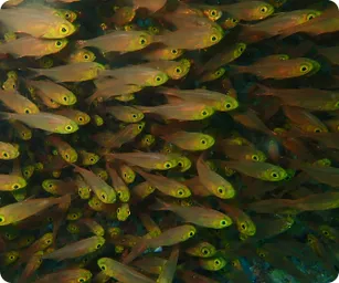 Image by drahmawati@wcs.org (Ditta)/ sfadela@wcs.org (Sheyka)