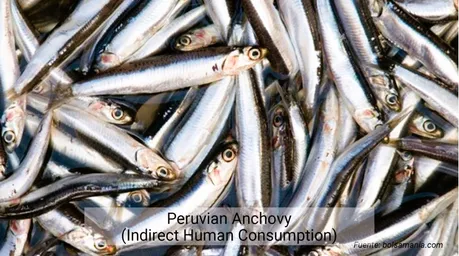 anchoveta Peru.jpg