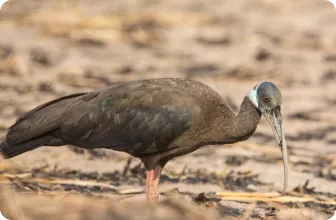 Image by Eleanor Briggs