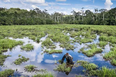 Gorilla at Mbeli Bai