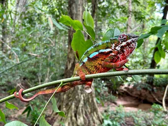 2023_Bioparc_Farankaraina_Caméléons léopard (1).jpeg