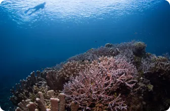 Image by edarling@wcs.org