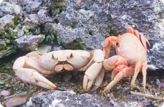 Image by damariles@wcs.org