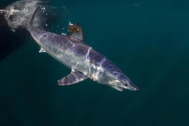 Short fin mako shark
