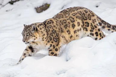 2 Photo Credit - Emmanuel Keller - Snow Leopard Trust.jpg