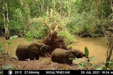 Elephants caught on camera trap in Mbam et Djerem National Park.