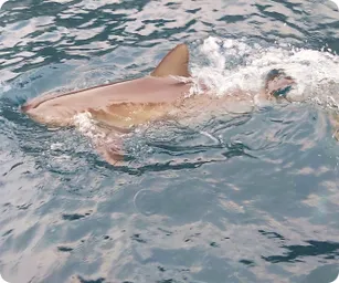 Image by damariles@wcs.org