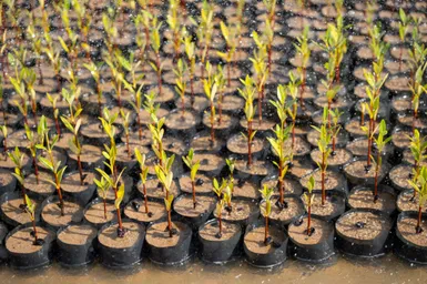 مانجروف جازان.jpg