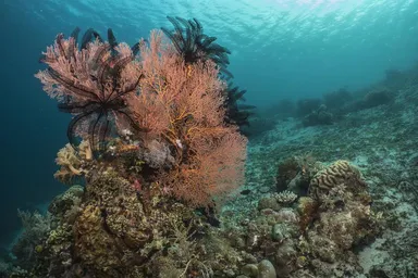 Coral reefs that spread underwater in Taka Bonerate National Park waters