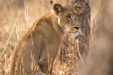 Greater Bouba Ndjidda