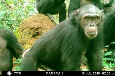 Chimpanzee caught on camera trap