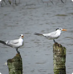 Image by fsantos@wcs.org