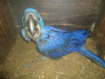 N 2254_AA_F+-111 dias_B. Carvalho.JPG