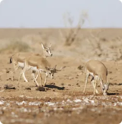 Image by bariunbaatar@wcs.org