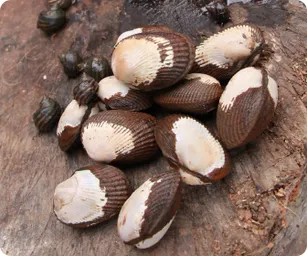 Image by jsilva@wcs.org