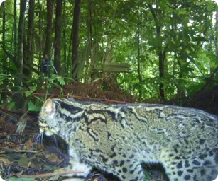 Image by indonesia@wcs.org