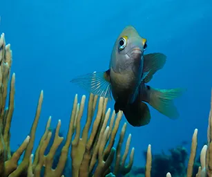 Image by nrossi@wcs.org