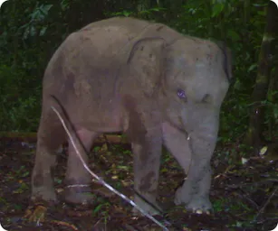 Image by indonesia@wcs.org