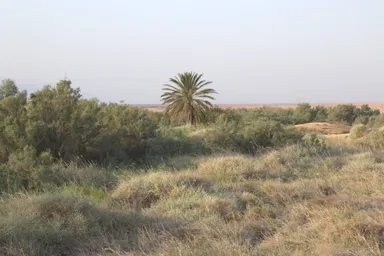 habitat ungrazed.jpg