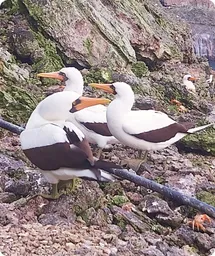 Image by damariles@wcs.org