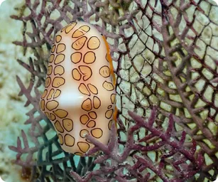 Image by nrossi@wcs.org