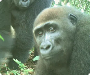 Image by WCS Nigeria