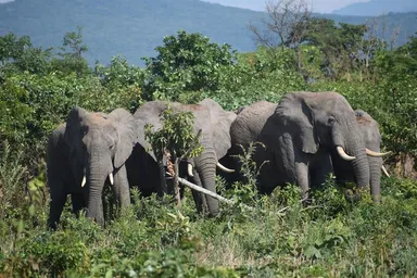 Elephants, Southern Highlands
