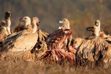 Credit Hristo Peschev - FWFF (17).jpg