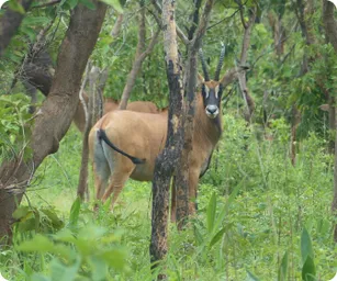 Image by nahmed@wcs.org