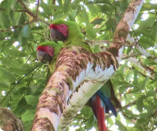 Image by fsantos@wcs.org