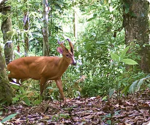 Image by chphommachanh@saolafoundation.org