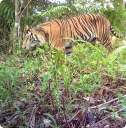 Image by indonesia@wcs.org