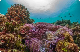 Image by drahmawati@wcs.org (Ditta)/ sfadela@wcs.org (Sheyka)