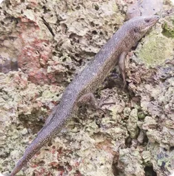 Image by damariles@wcs.org