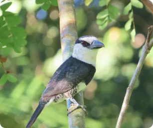 Image by fsantos@wcs.org